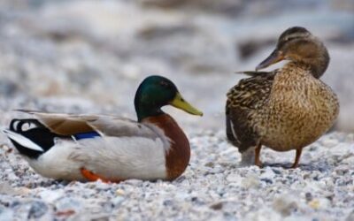 ducks mallard water bird duck bird 162316 e1746987711971 400x250 - Home